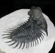 Arched Delocare (Saharops) Trilobite - Great Eyes & Spines #23296-4